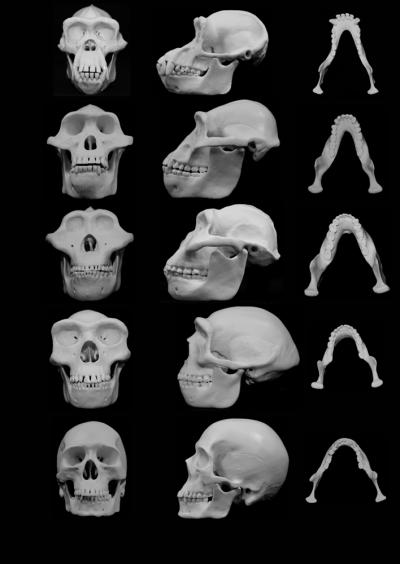  hominin skull sequence showing adaption to robustly receiving face blows 